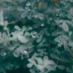 close-up-of-lush-eucalyptus-leaves
