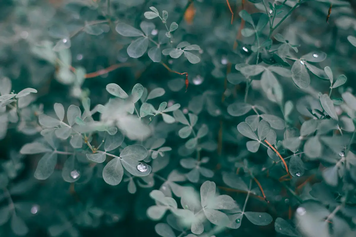 close-up-of-lush-eucalyptus-leaves
